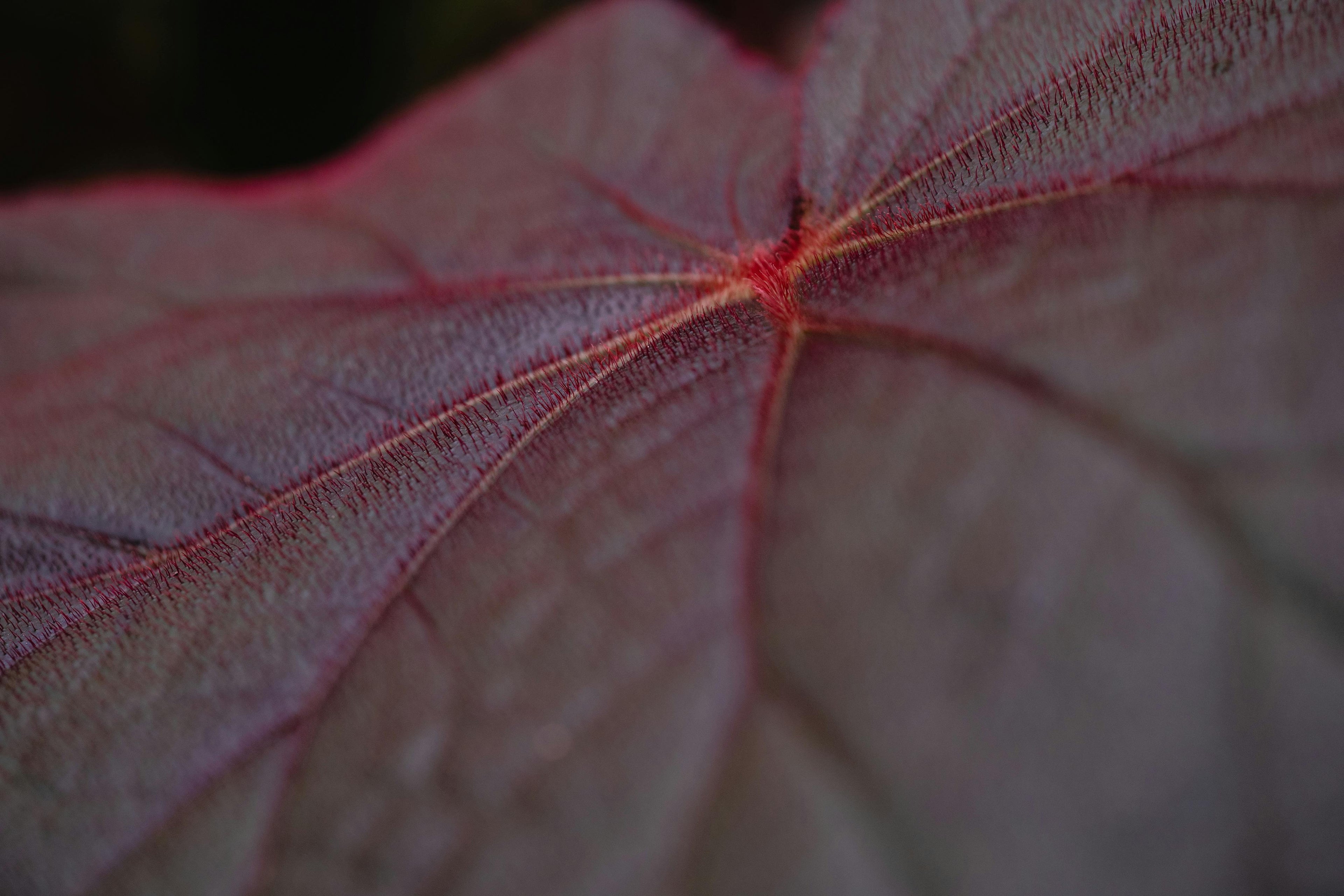 A Higher Standard of Art Reproduction