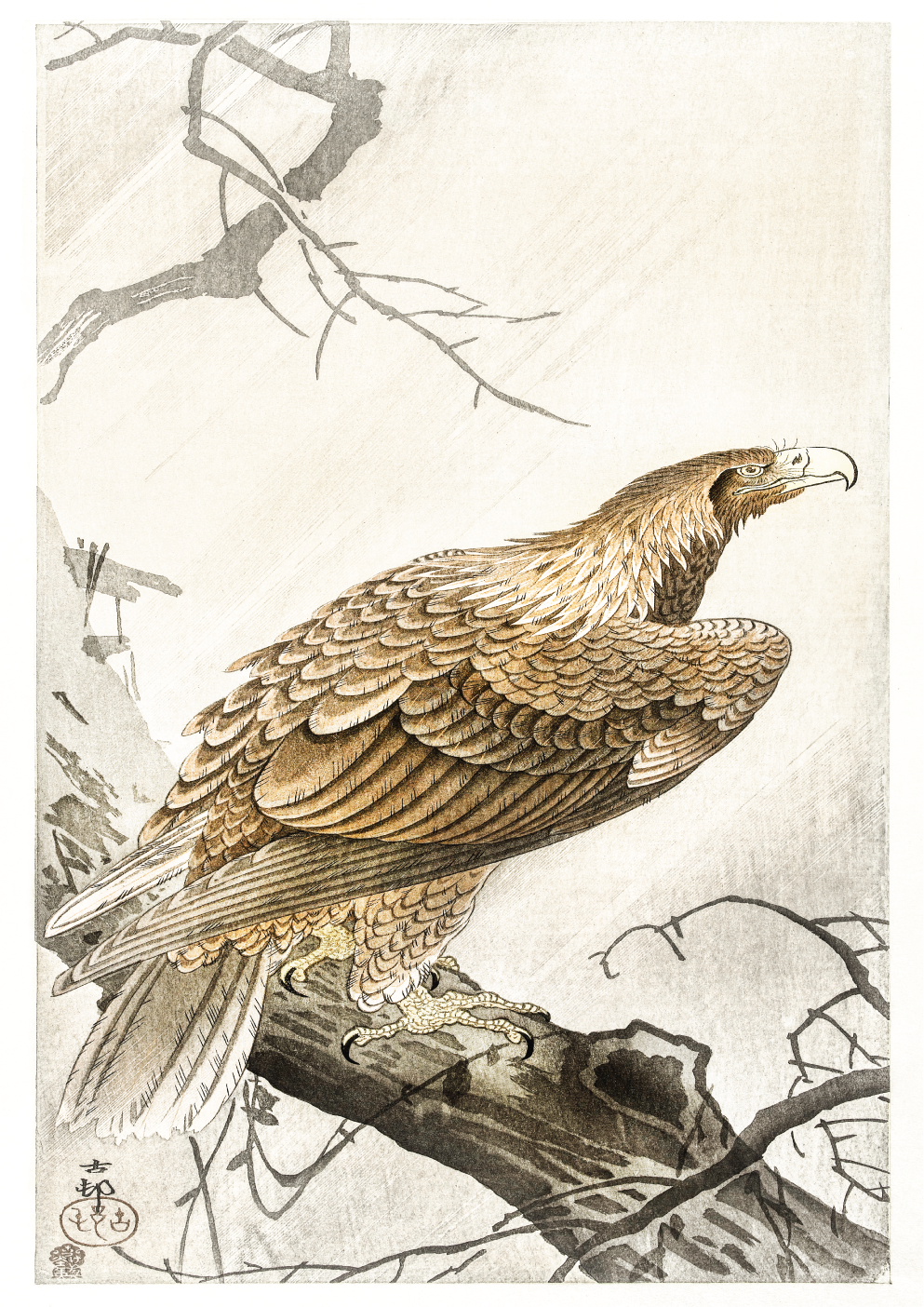 Eagle on tree branch