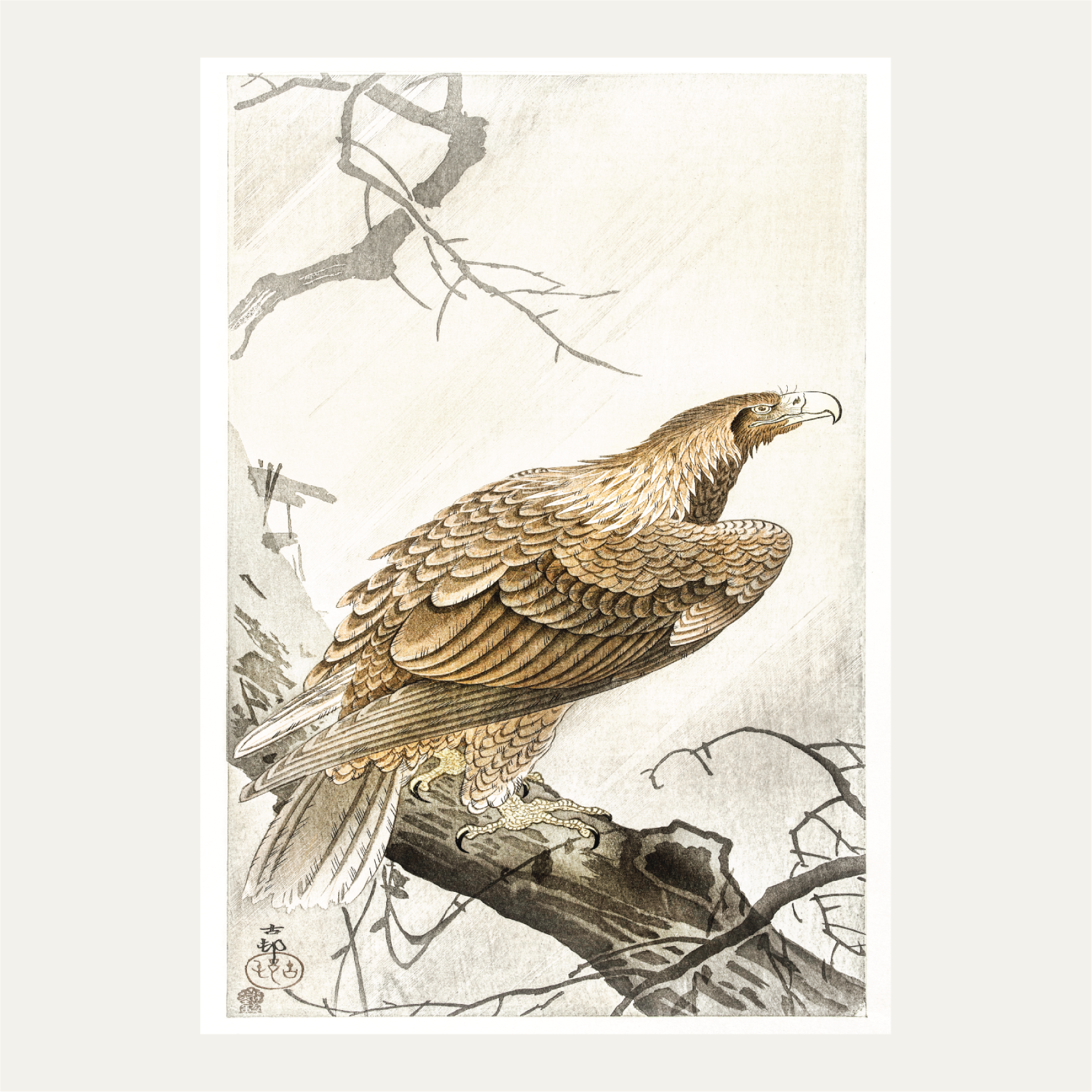 Eagle on tree branch