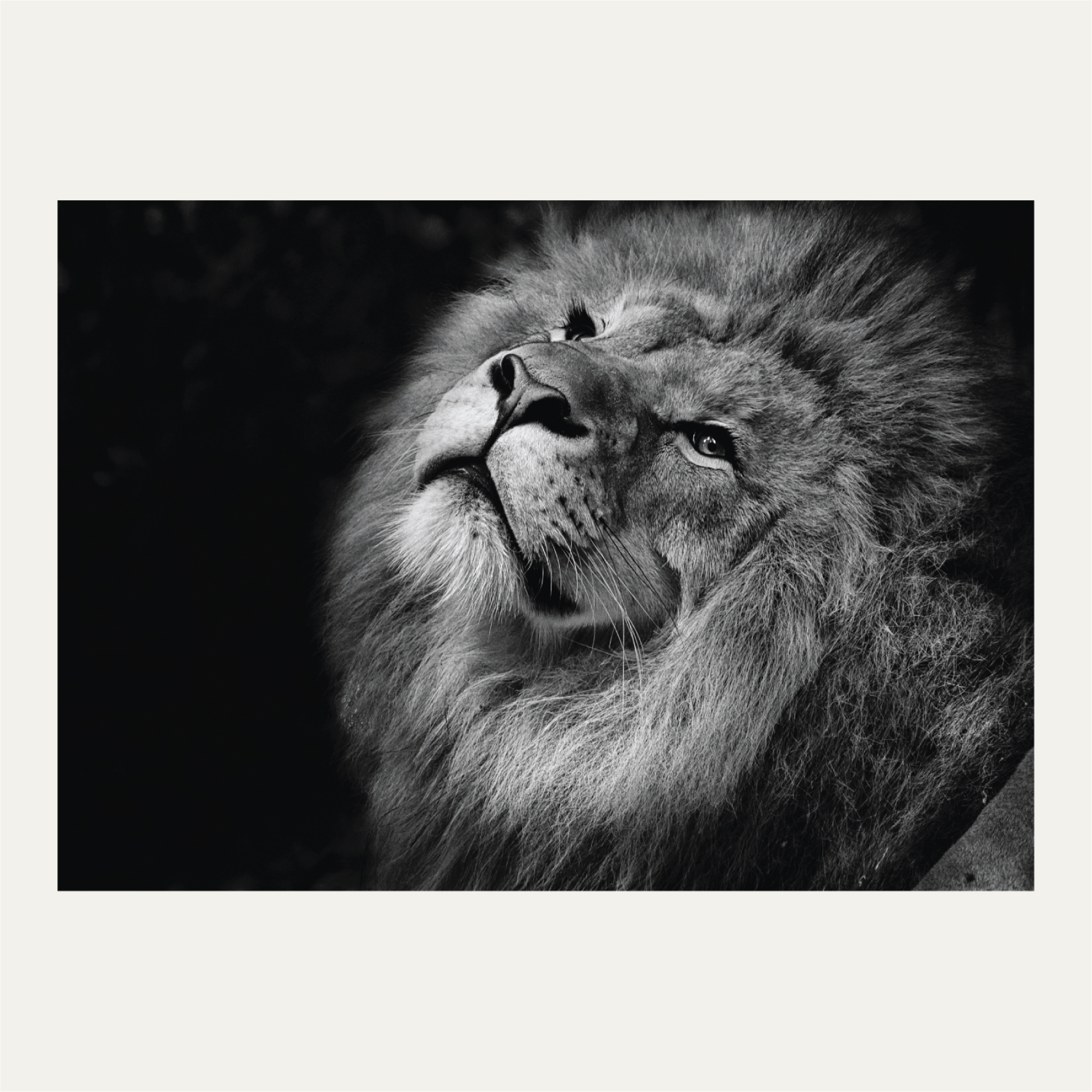 The male lion