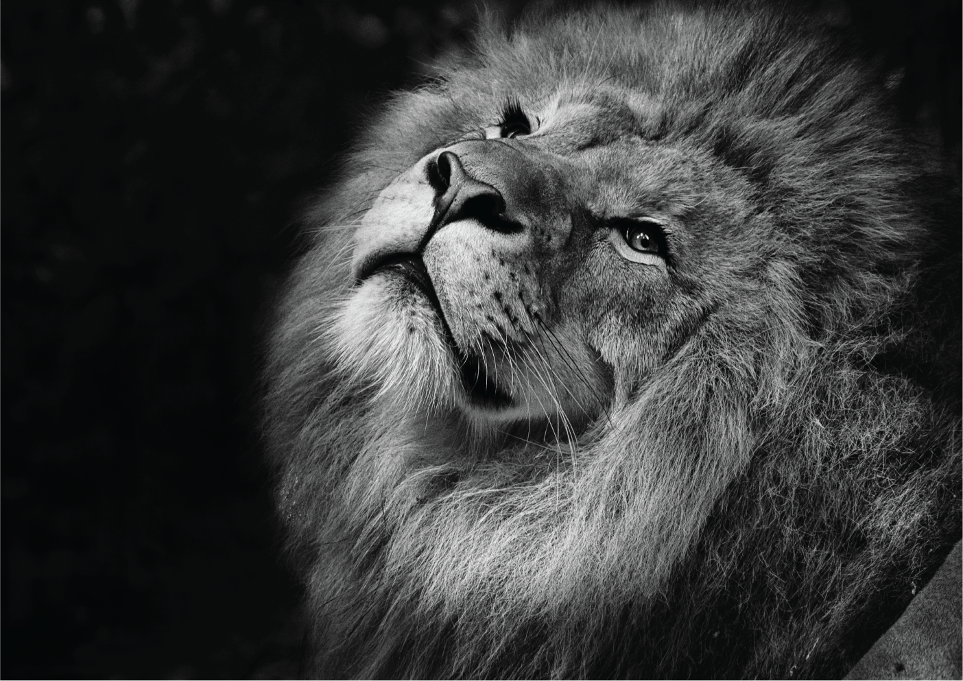 The male lion