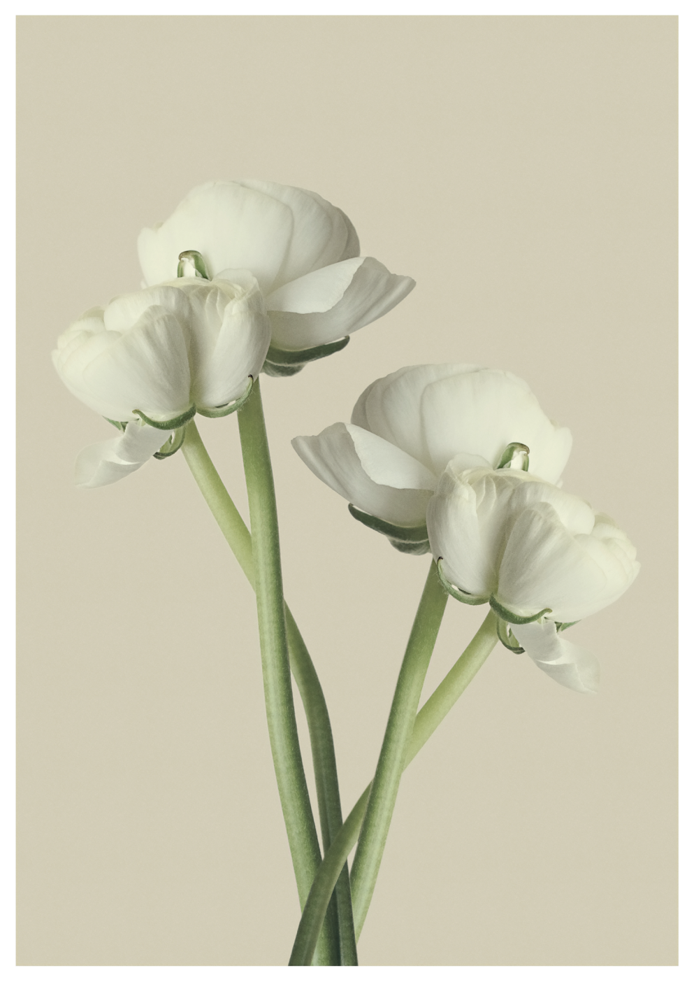 The white ranunculus