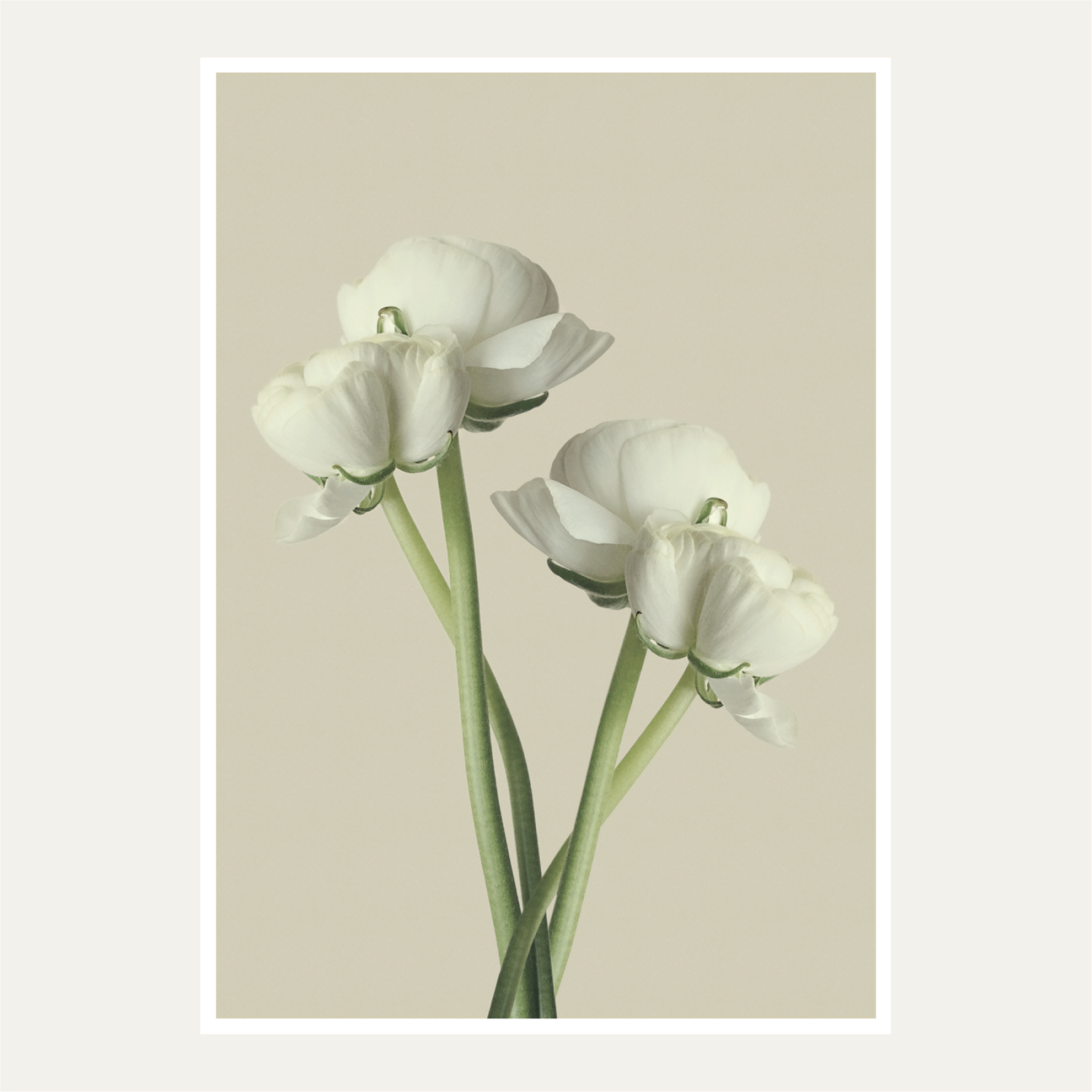 The white ranunculus