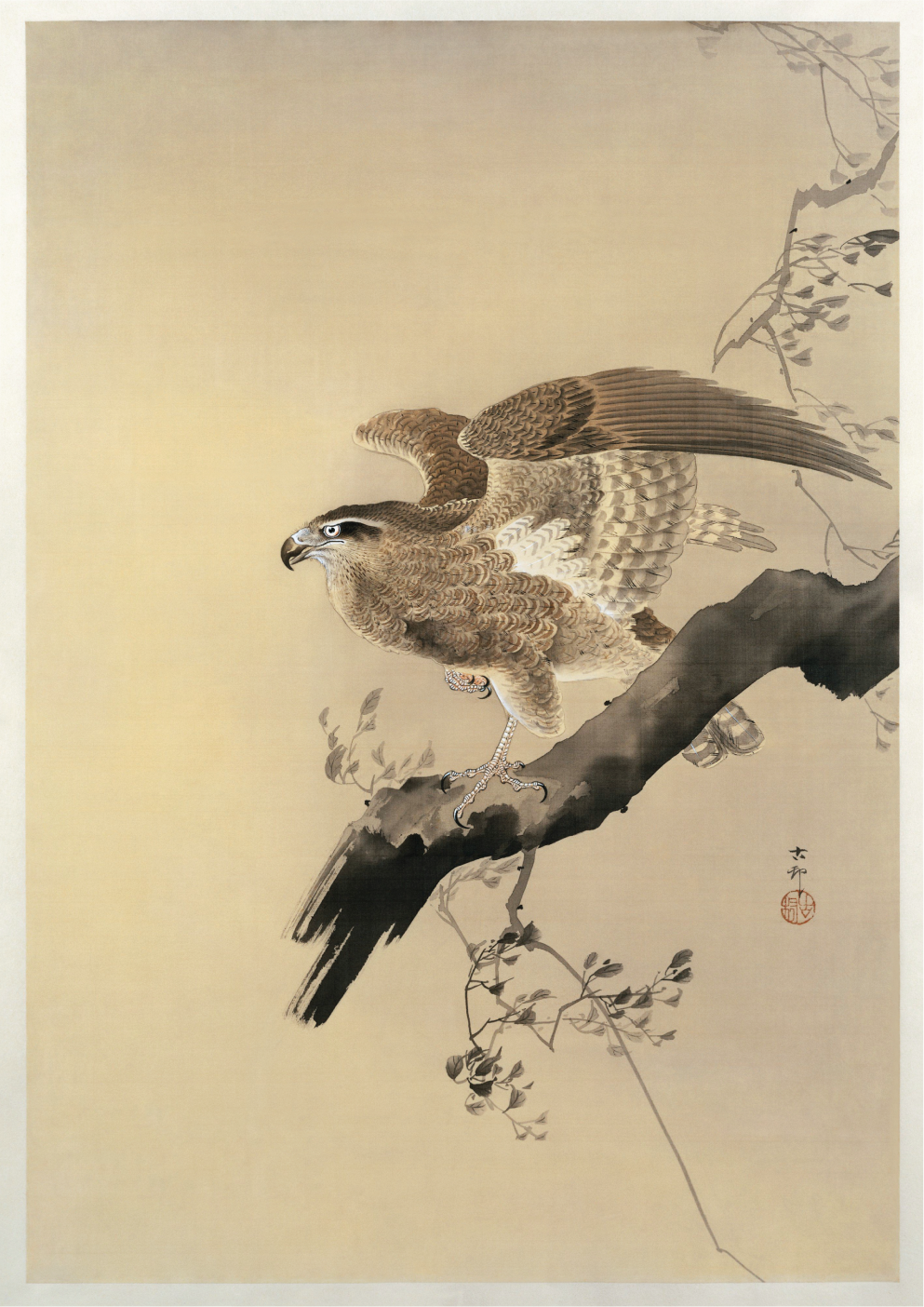 Hawk