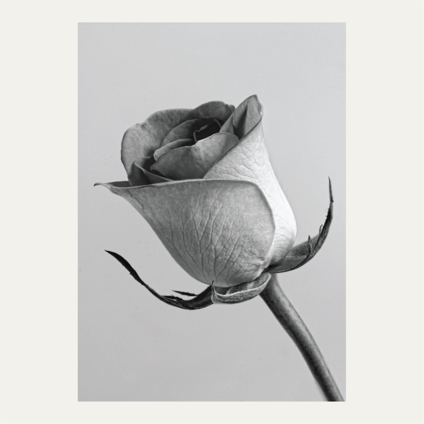The rose