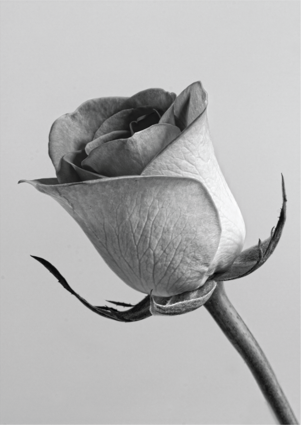 The rose