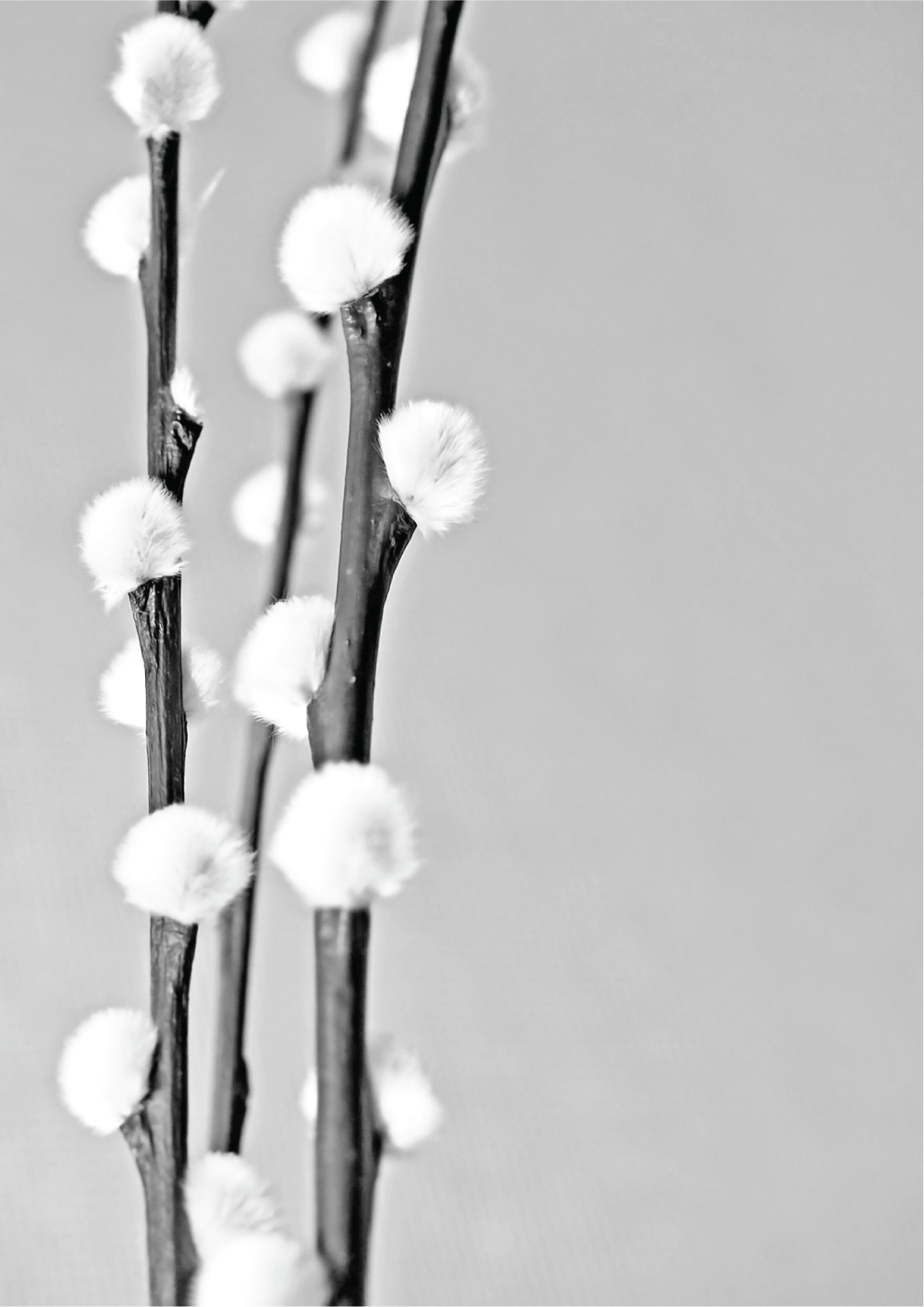 Dried willow