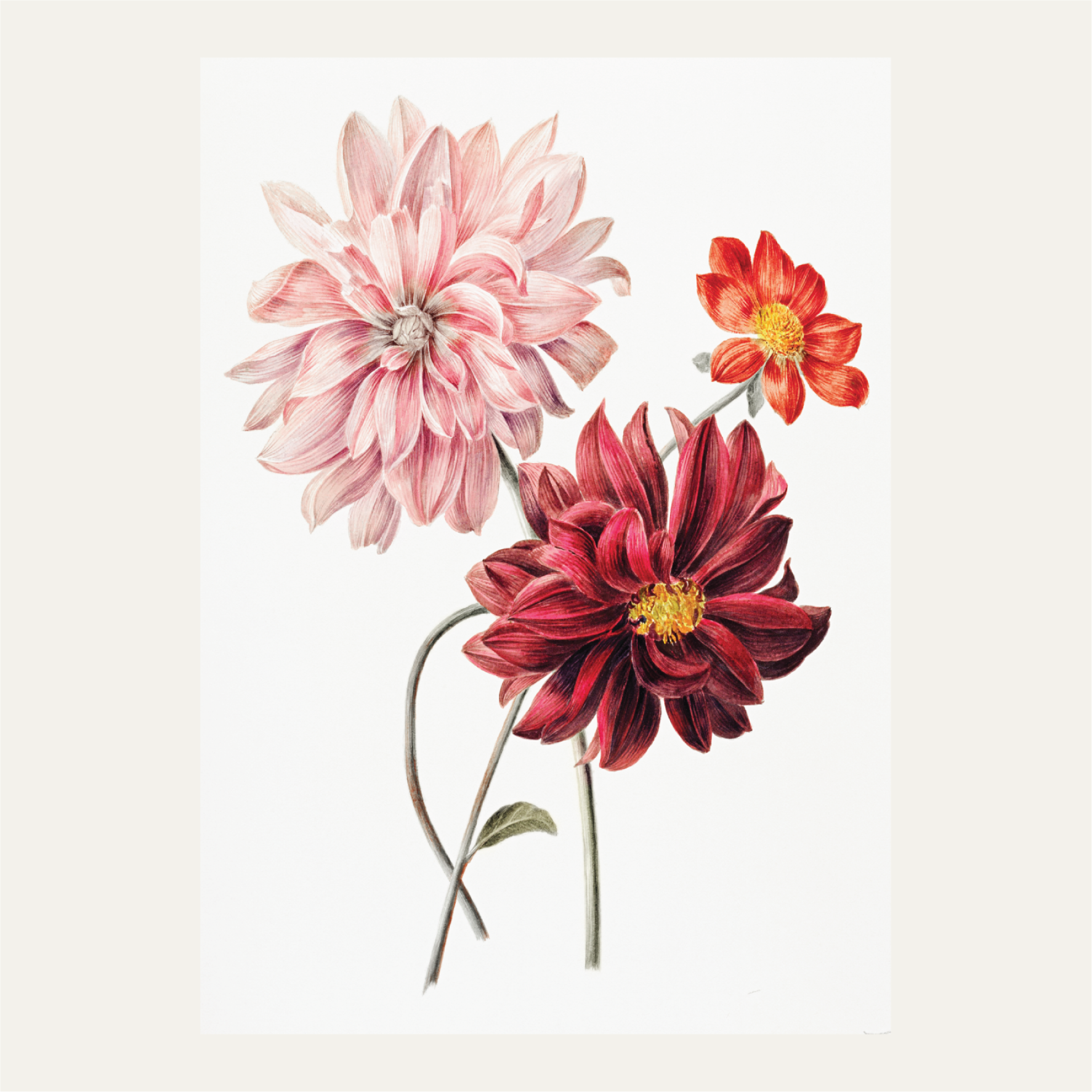 Dahlias
