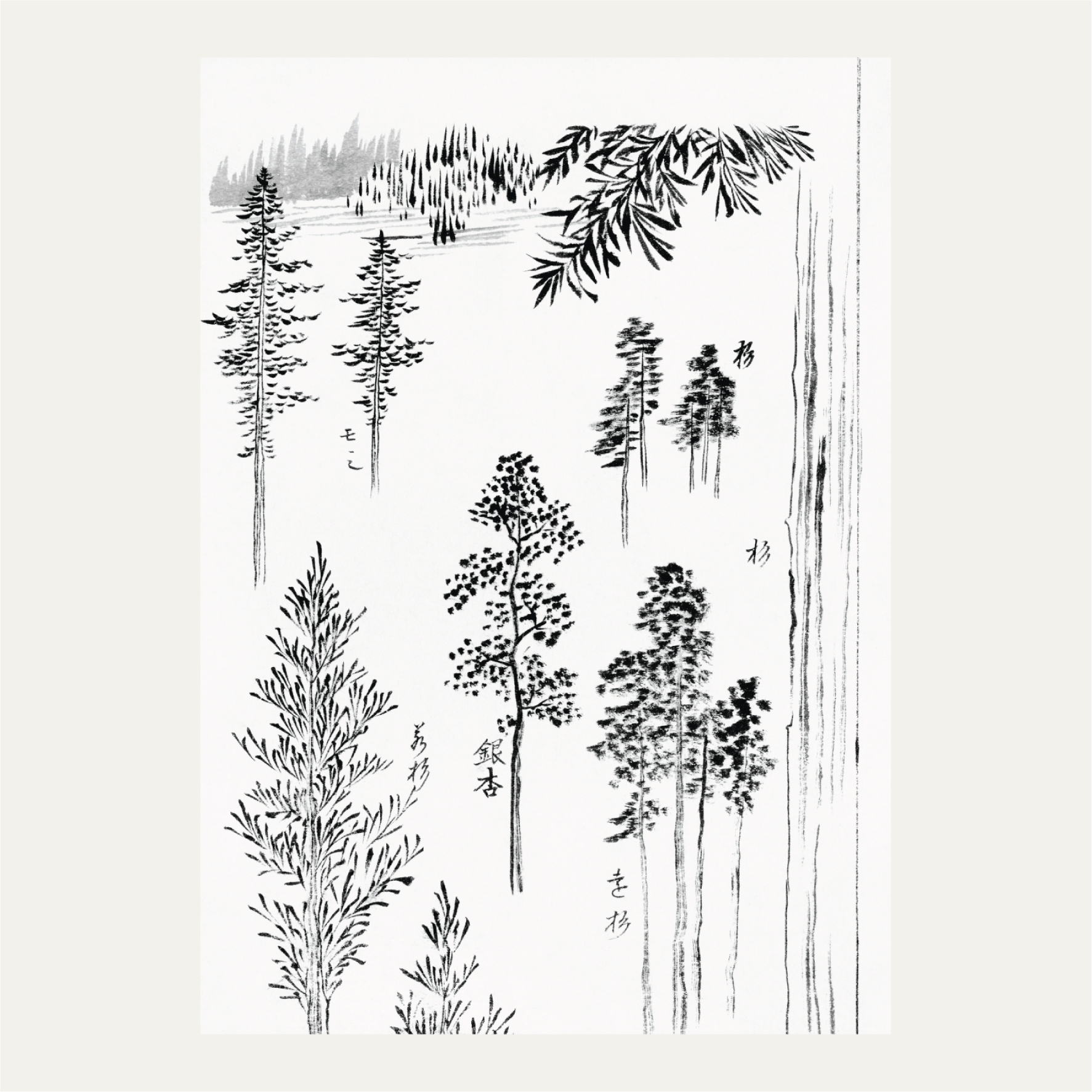 Pine trees