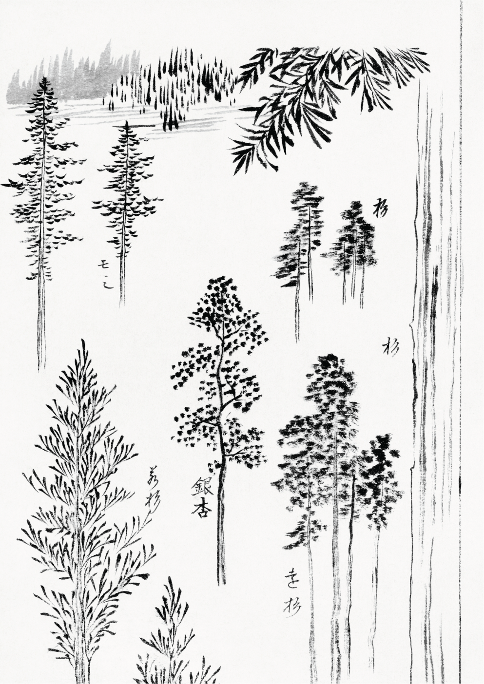 Pine trees