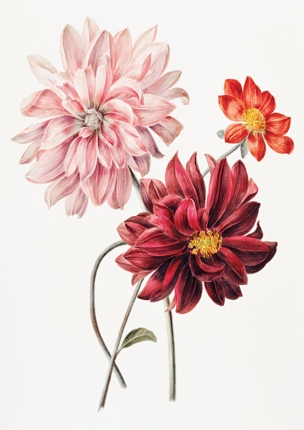 Dahlias
