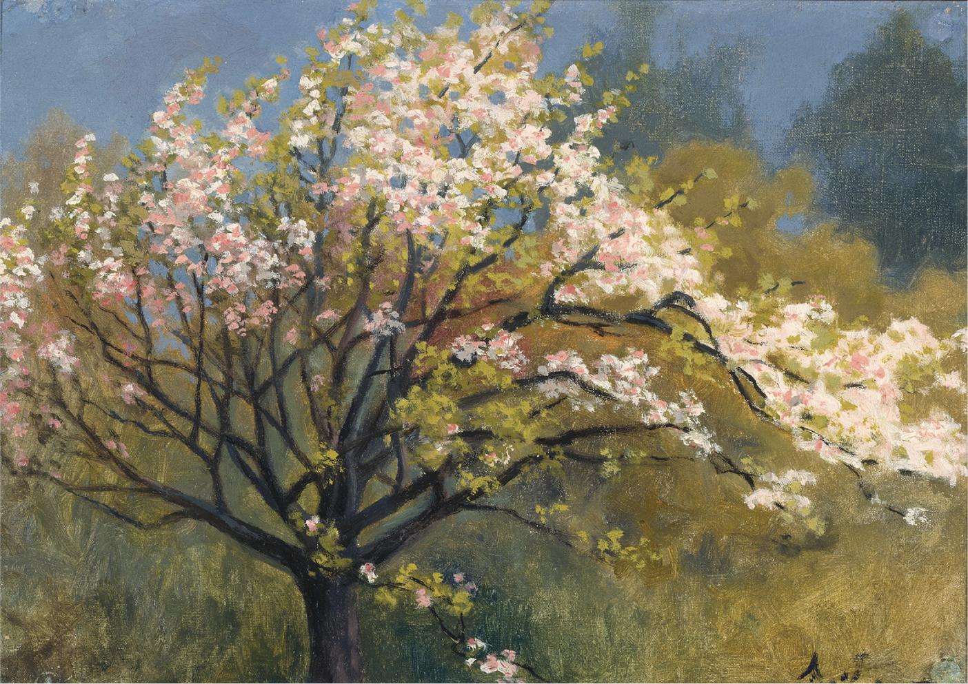 Fruit tree in blossom