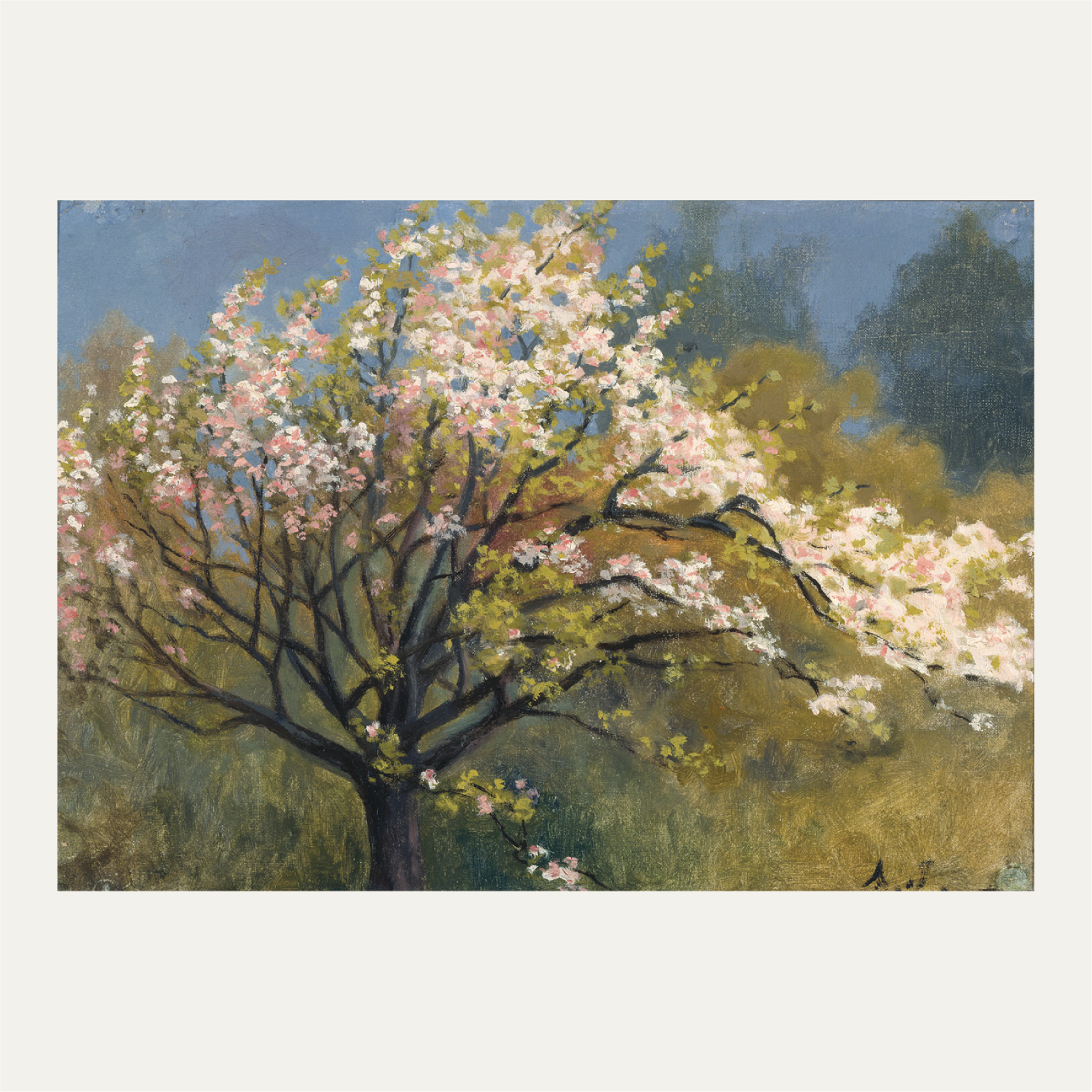 Fruit tree in blossom