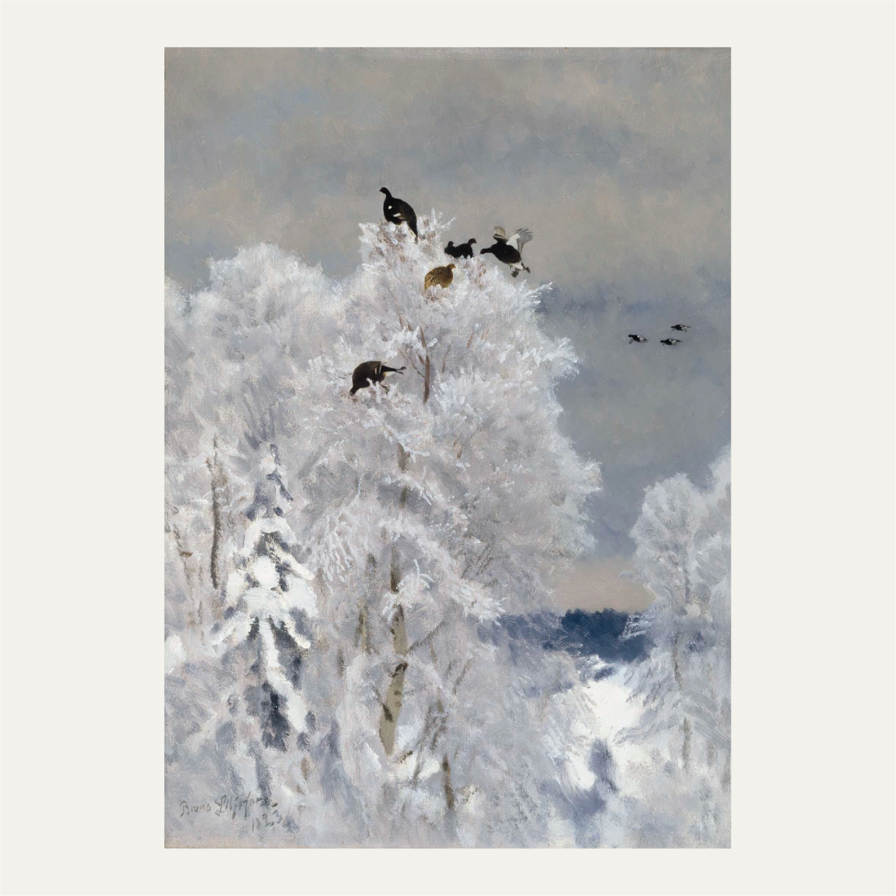 Black grouse in a treetop