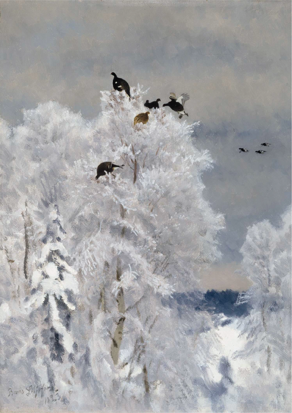 Black grouse in a treetop