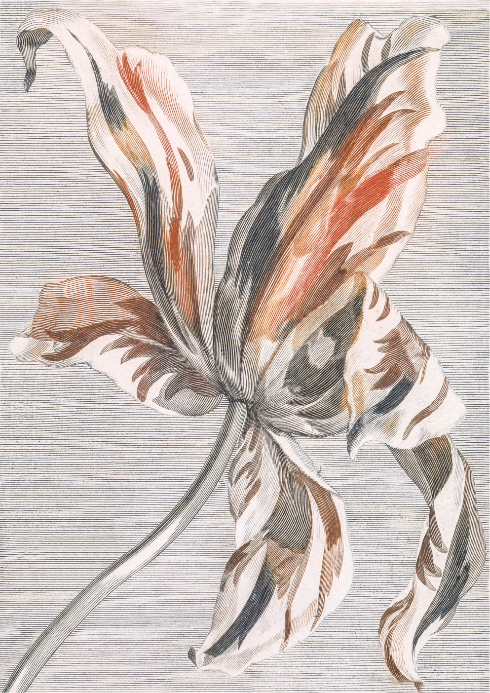 Tulip