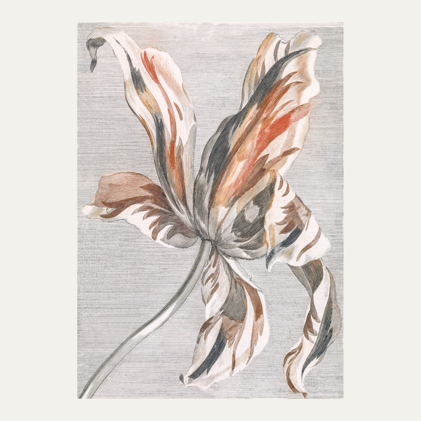 Tulip