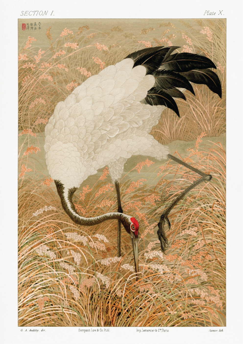 Sarus crane in rice field