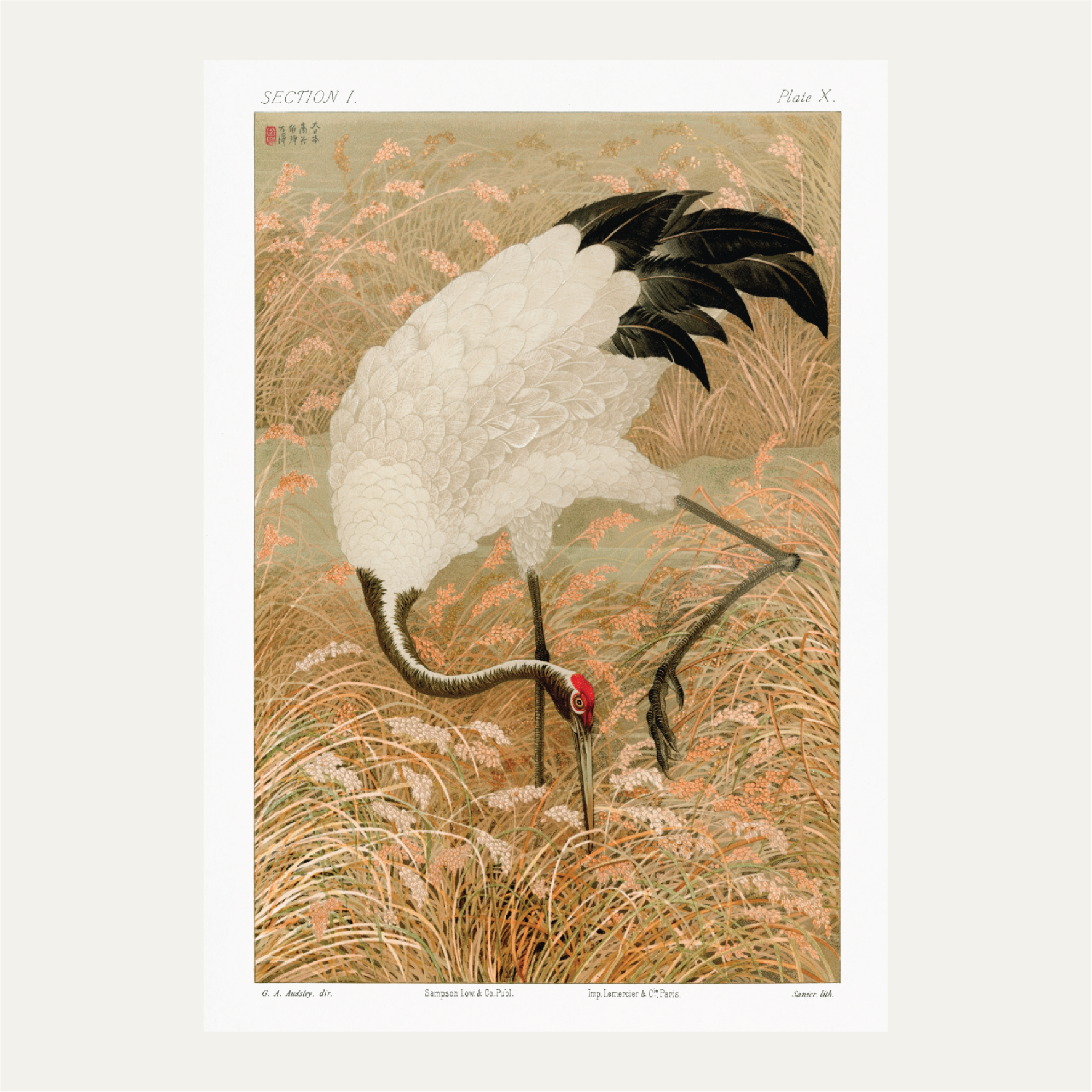 Sarus crane in rice field