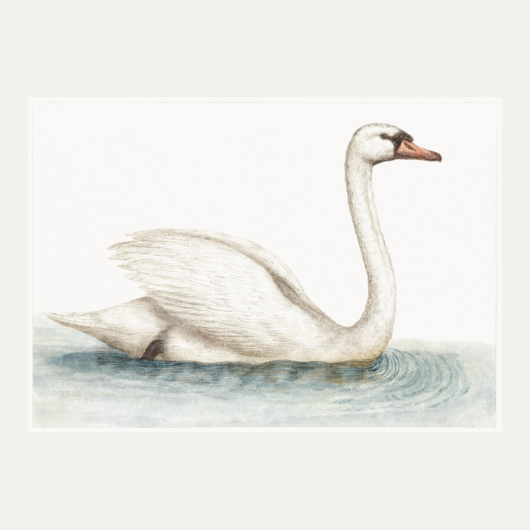 Swan