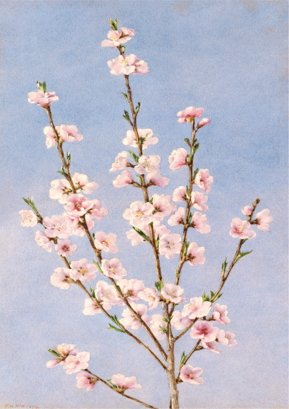 Peach Blossoms