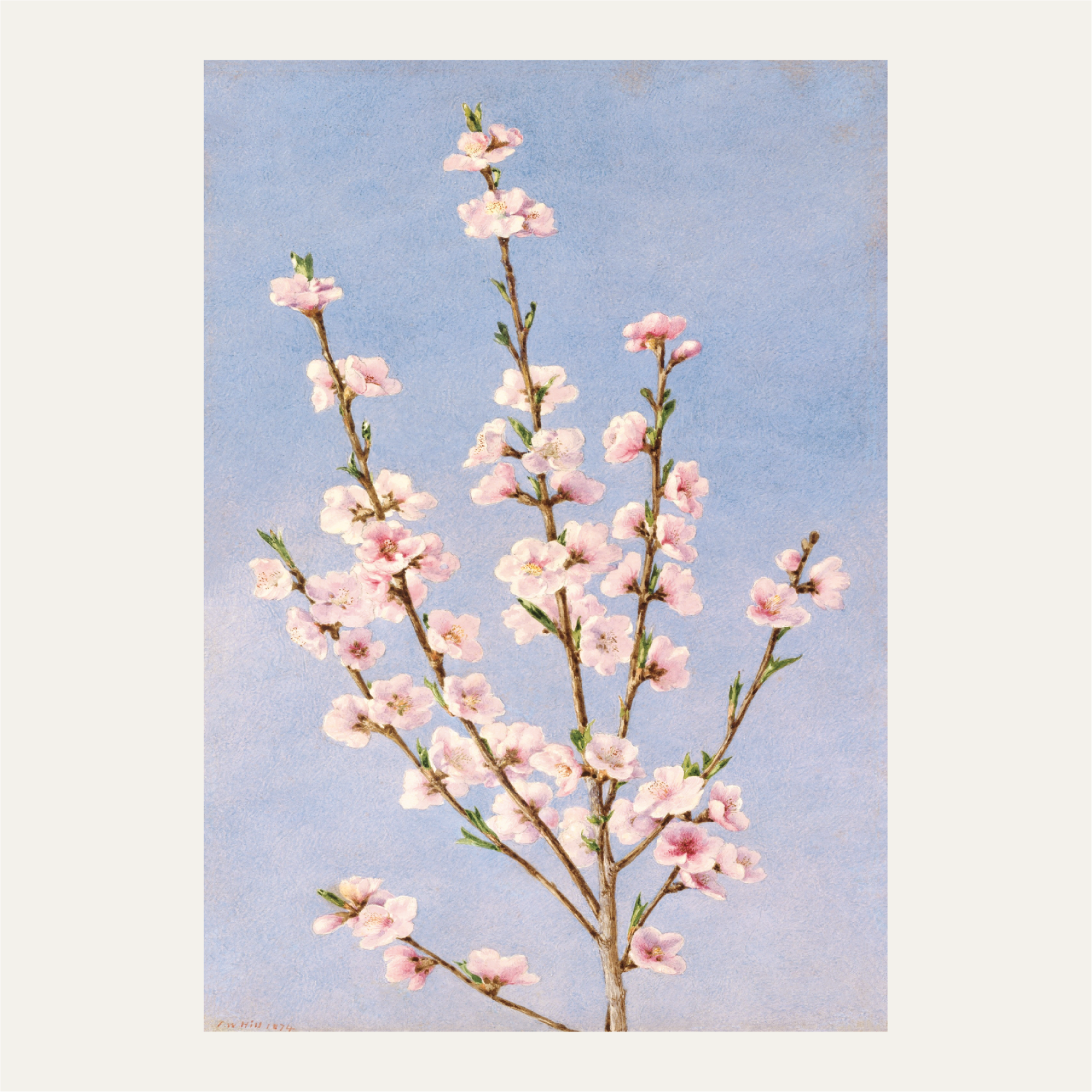 Peach Blossoms