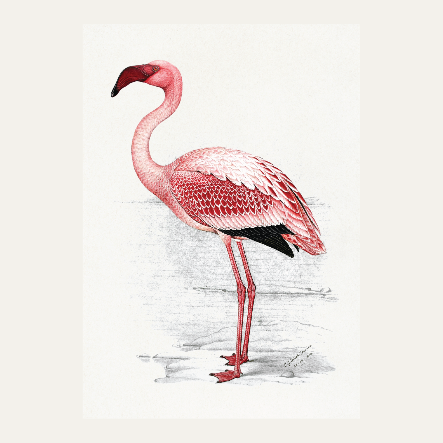 Painting of Lesser Flamingo