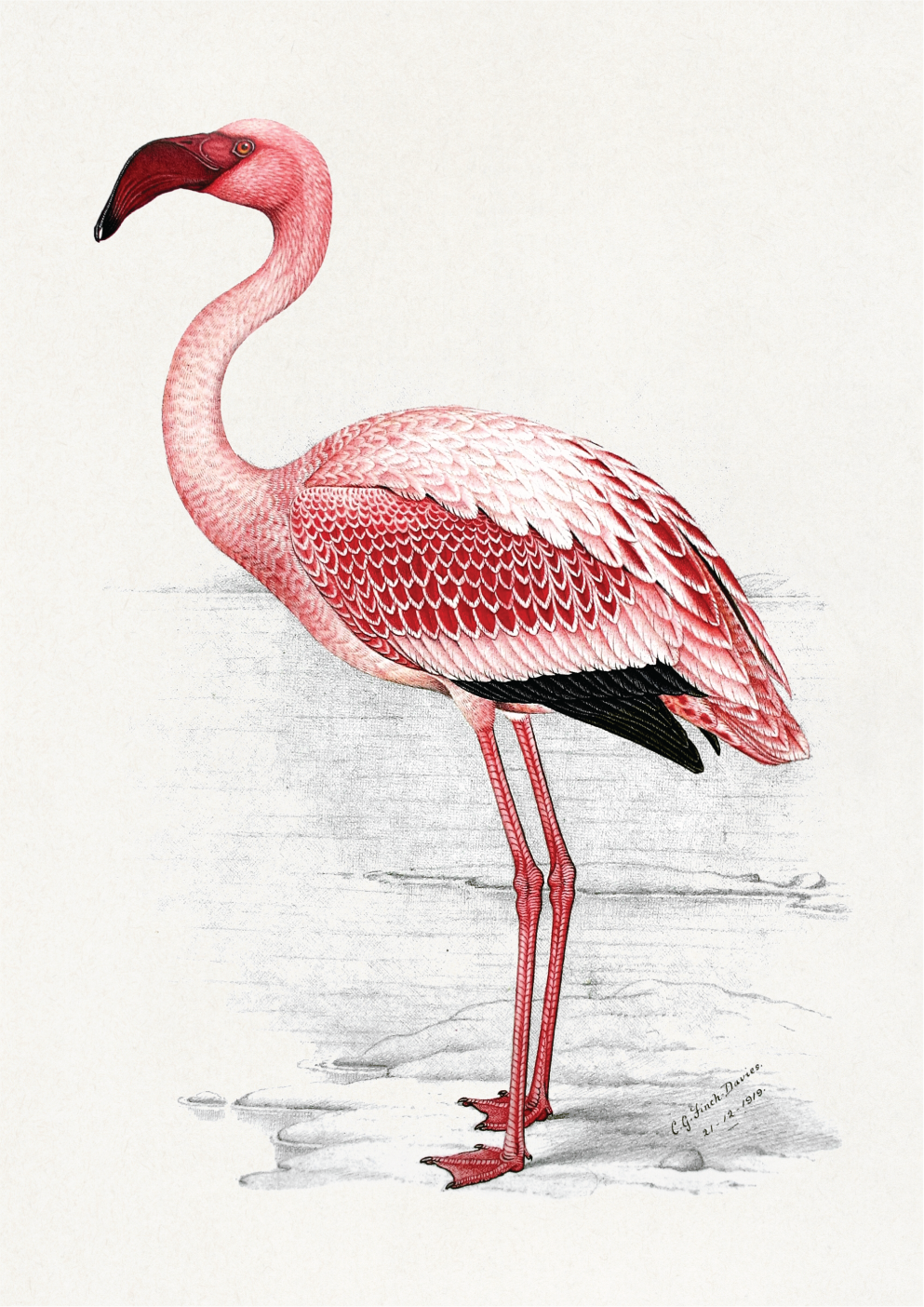 Painting of Lesser Flamingo