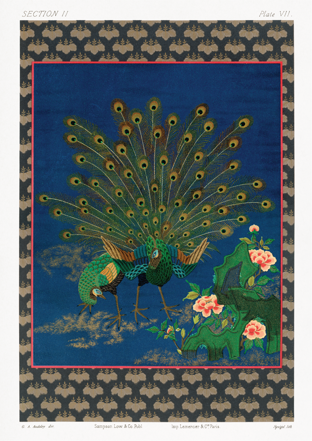 Peacock showing off to peahen