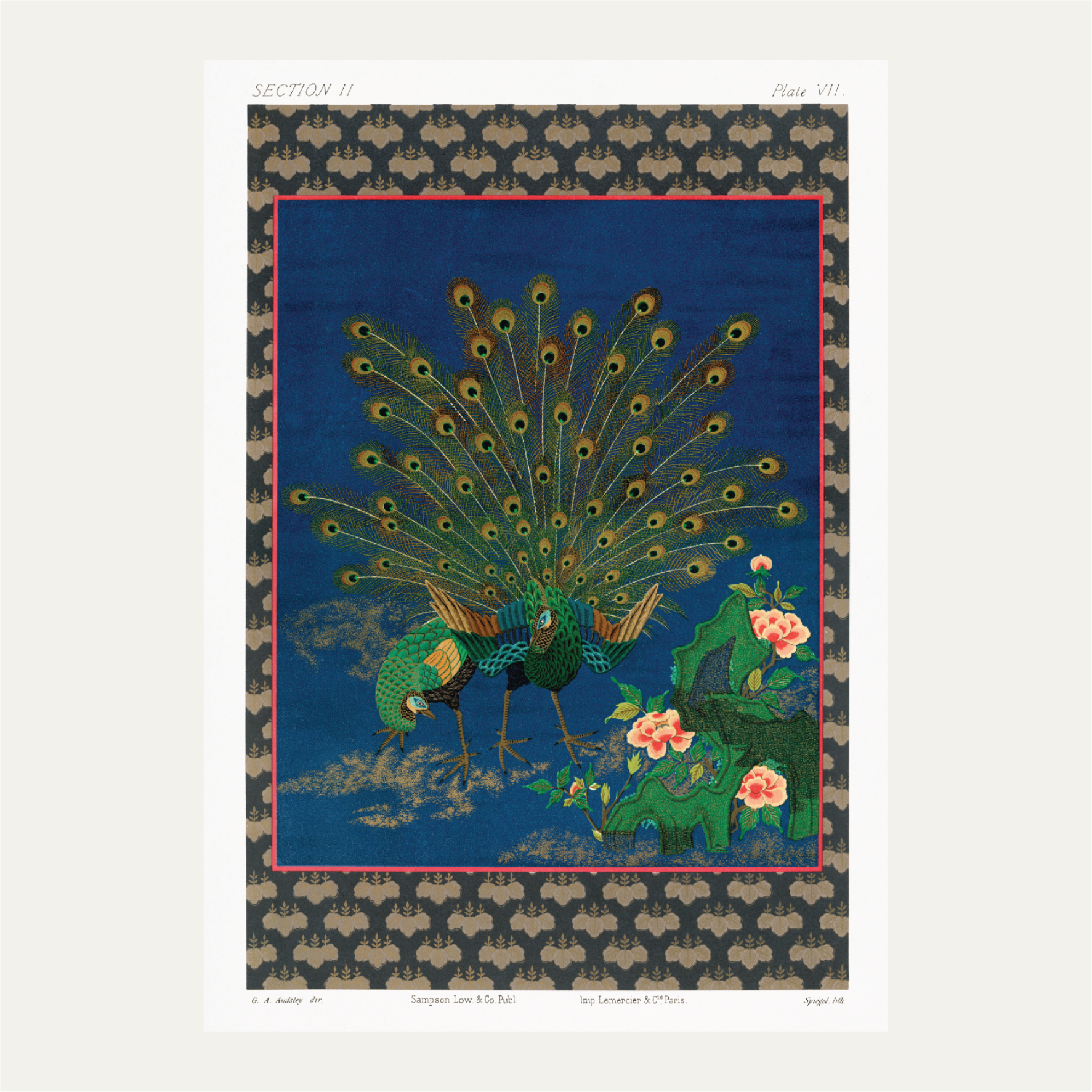 Peacock showing off to peahen