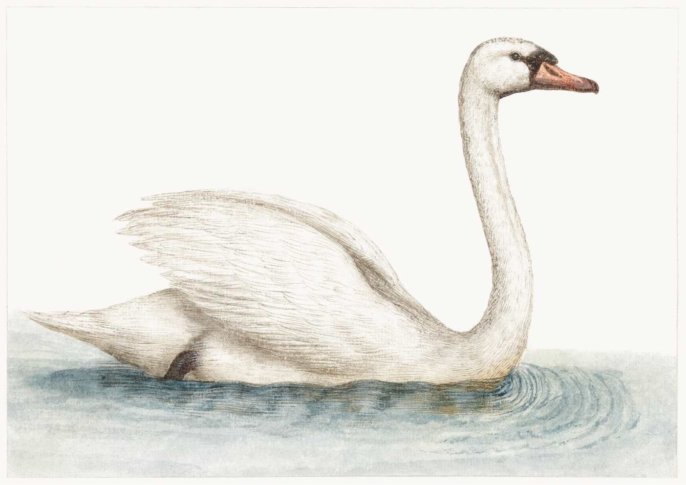 Swan