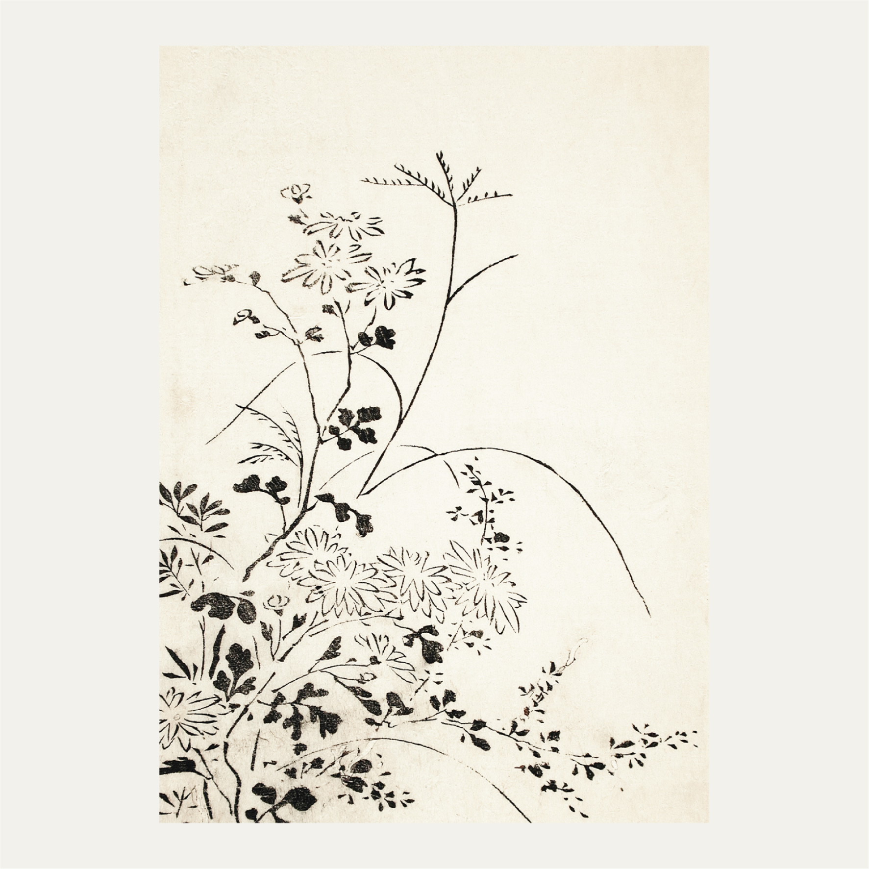 Autumn Flowers and Grasses