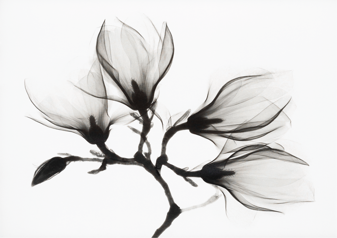 Magnolia Branch with Four Flowers