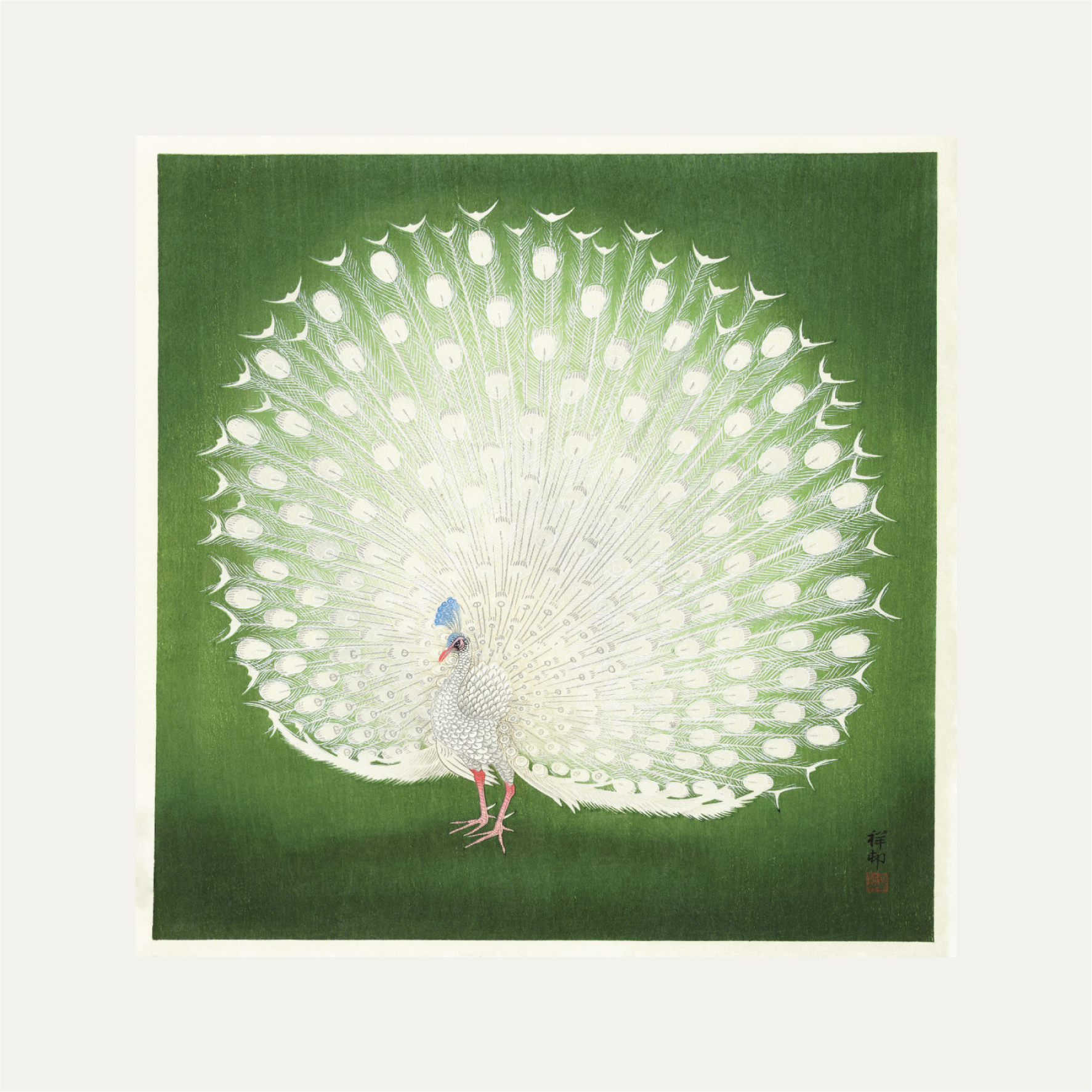 Peacock