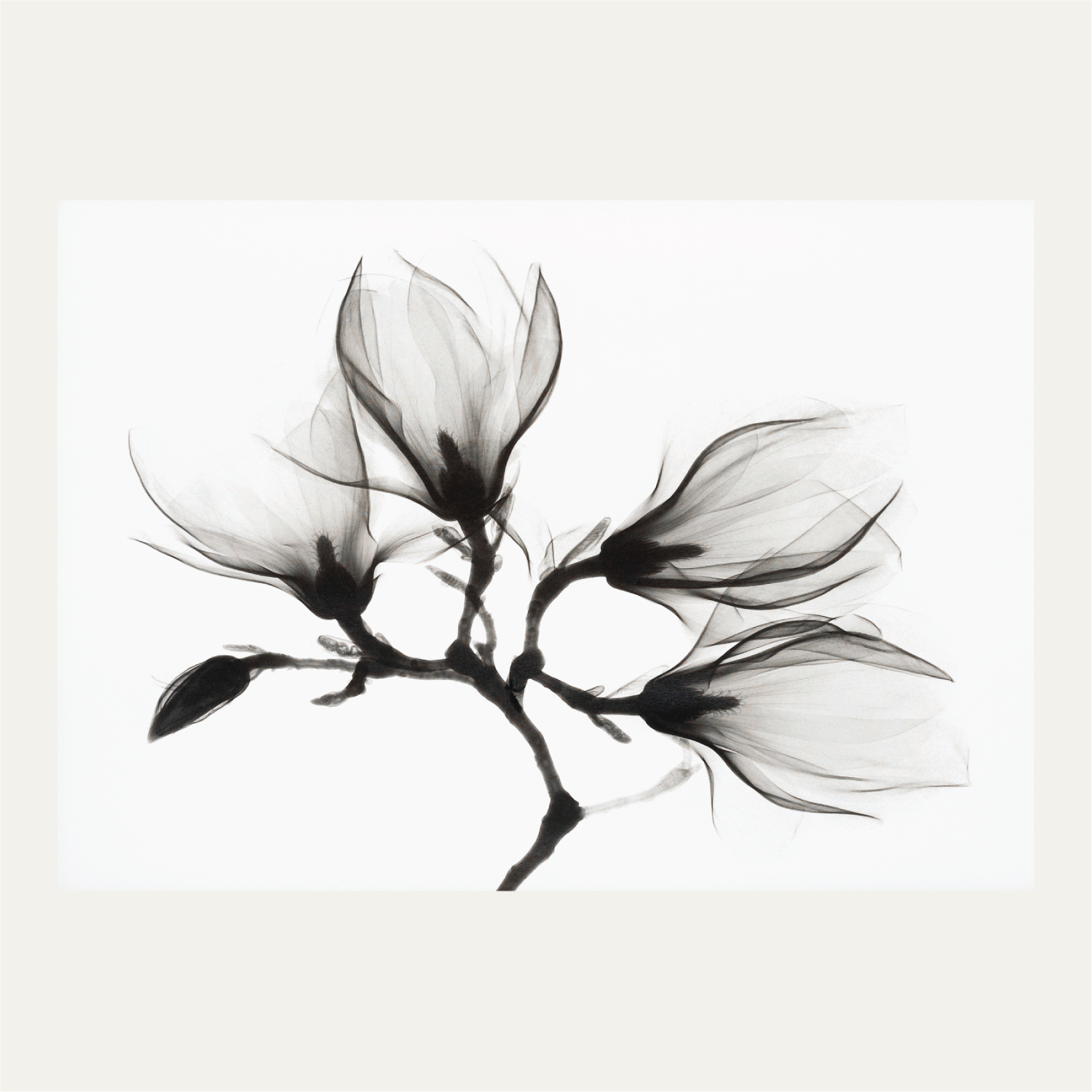 Magnolia Branch with Four Flowers