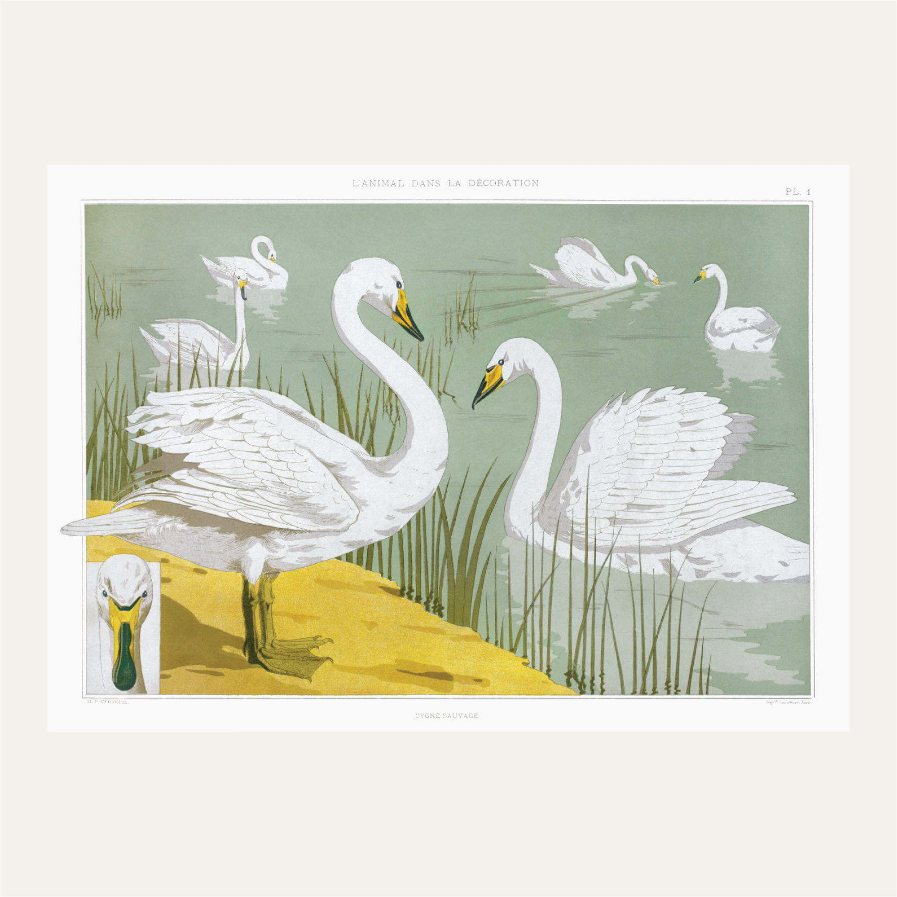 Wild Swan from The Animal in the Decoration