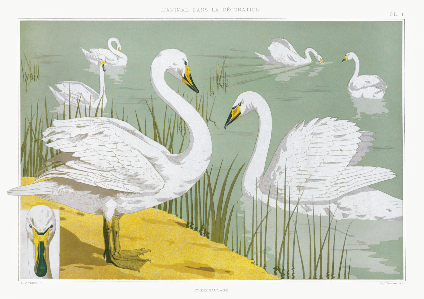 Wild Swan from The Animal in the Decoration