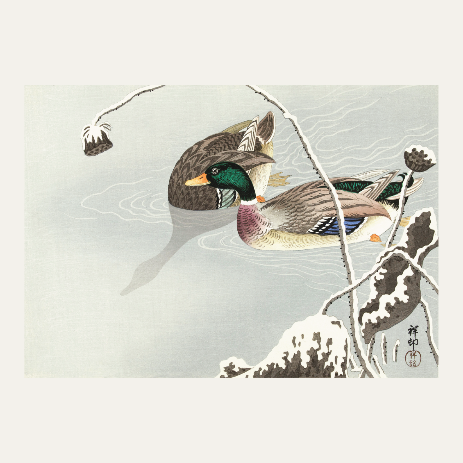 Two Mallards near a Snow-Covered Lotus