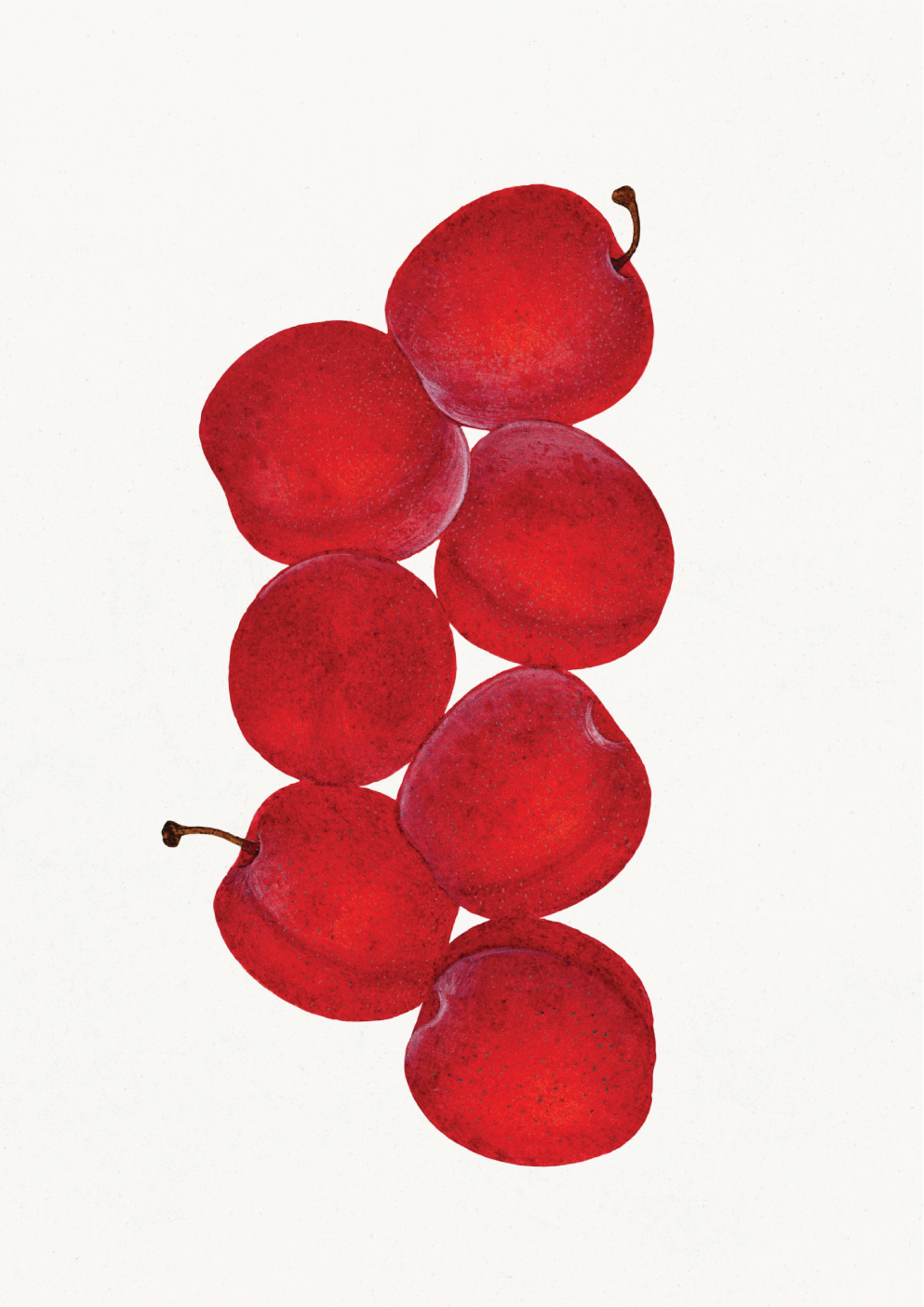 Vintage Plums Illustration