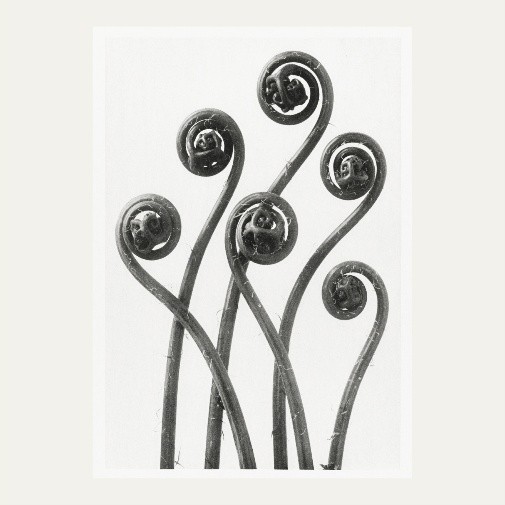 American Maiden-hair Fern