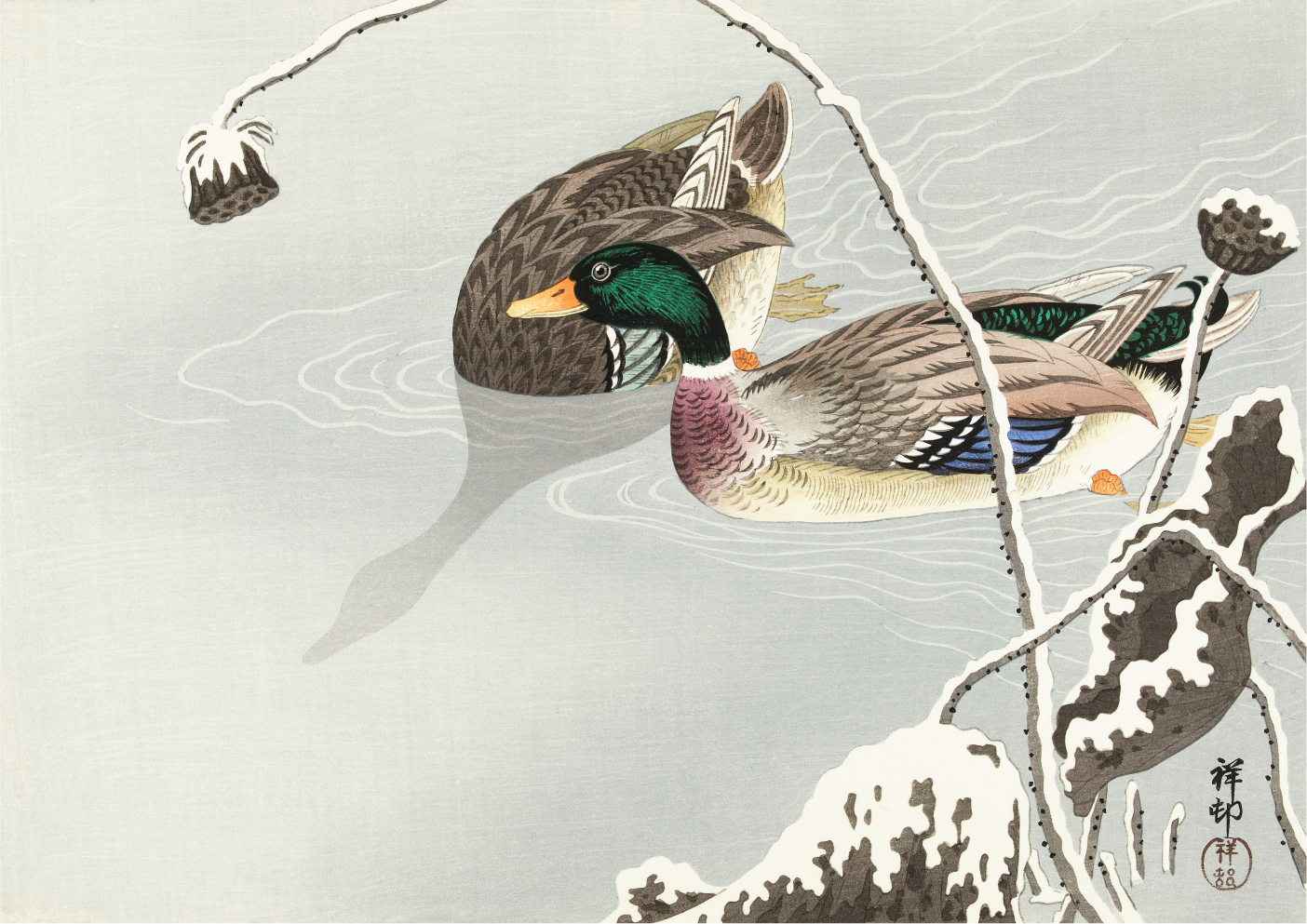Two Mallards near a Snow-Covered Lotus