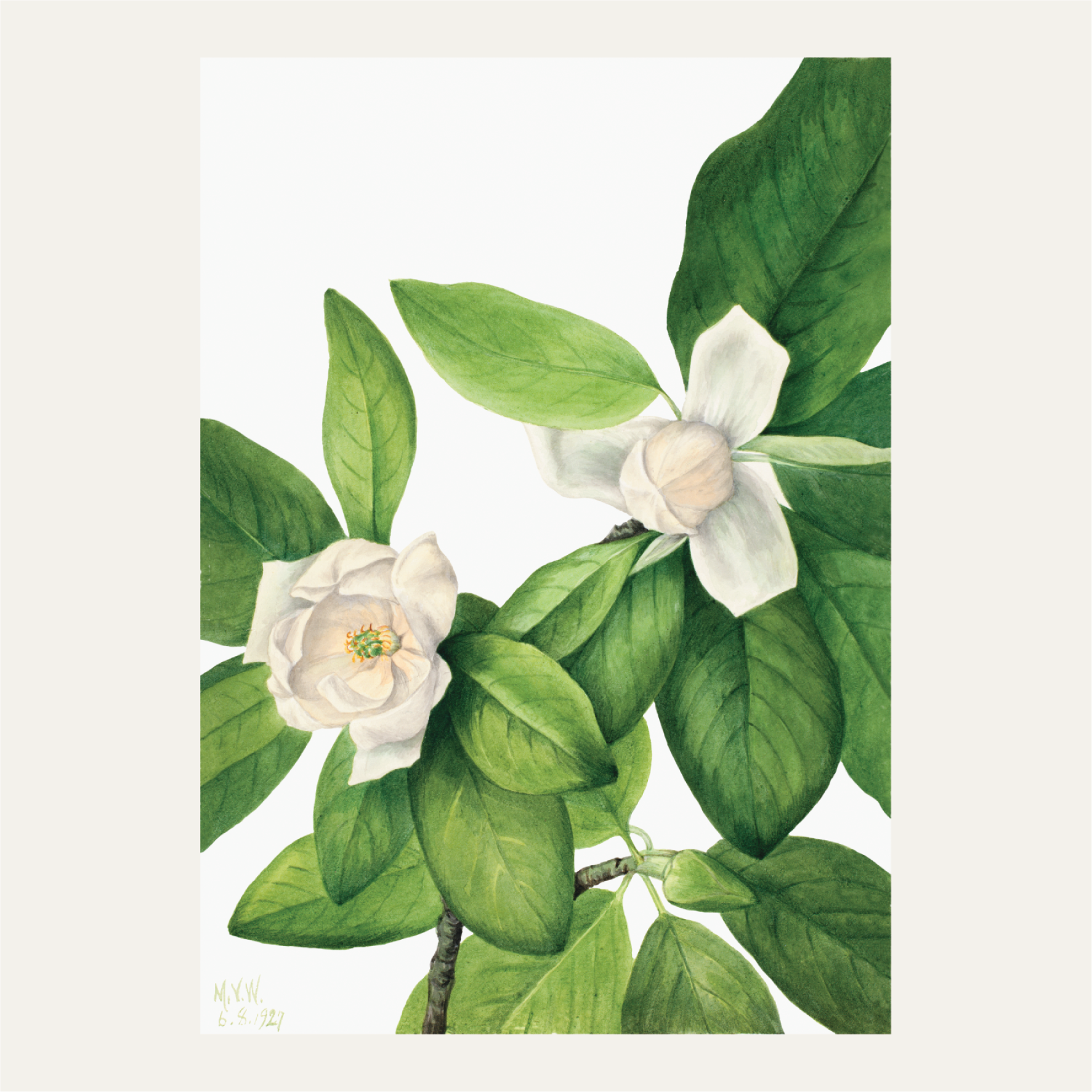 Sweetbay (Magnolia virginiana)