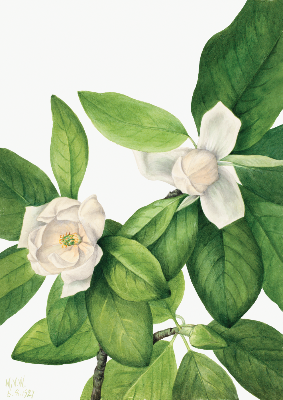Sweetbay (Magnolia virginiana)