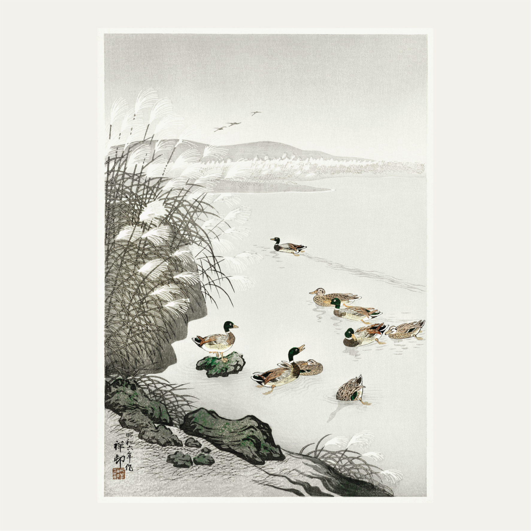 Ducks in the water