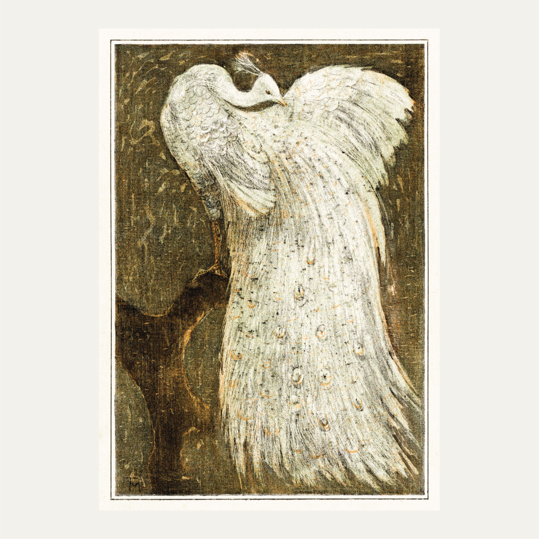 White peacock on branch