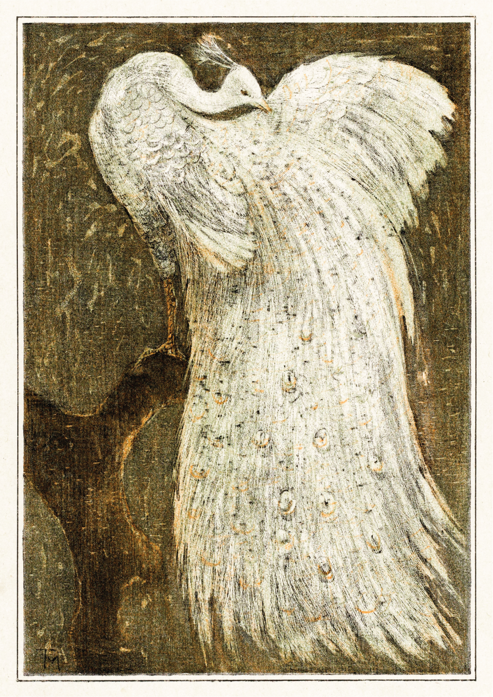 White peacock on branch