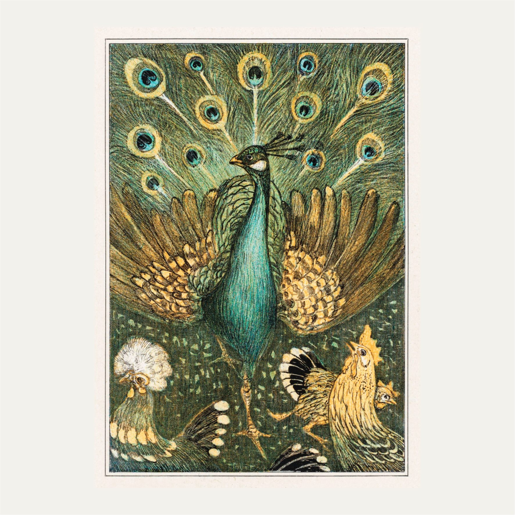 Peacock with chickens
