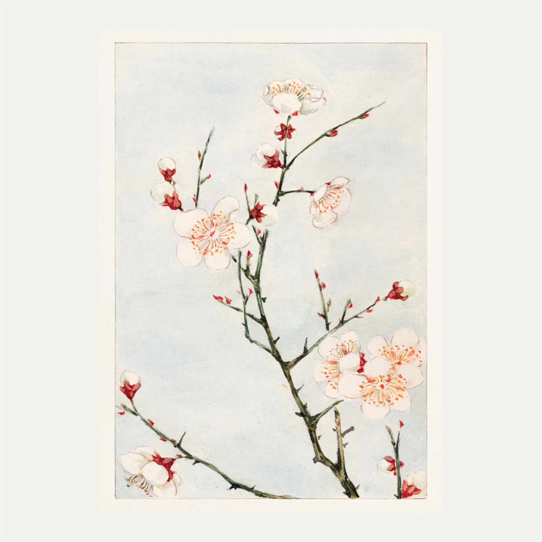 Plum branches with blossoms