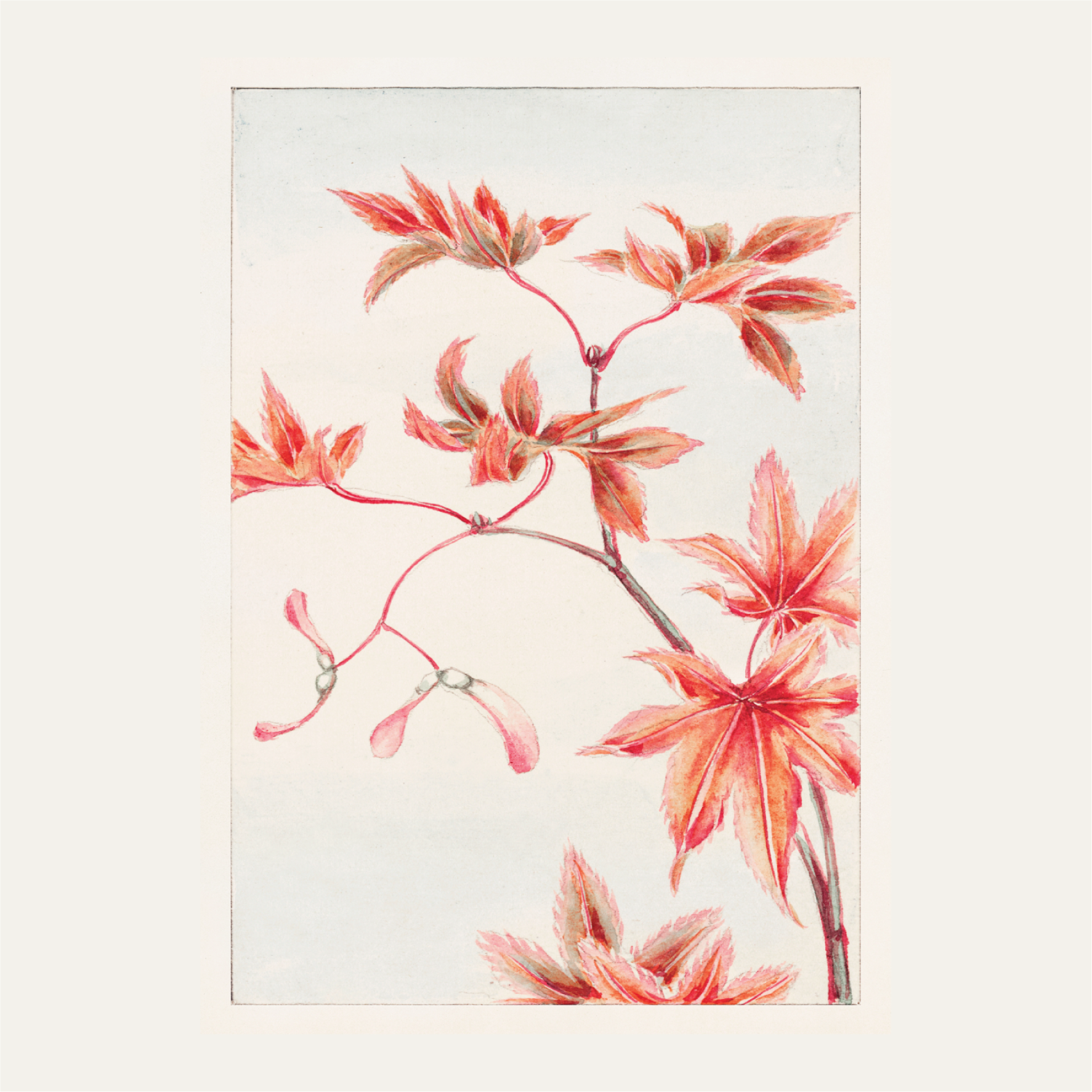 Branch of Momiji maple tree with leaves and seeds