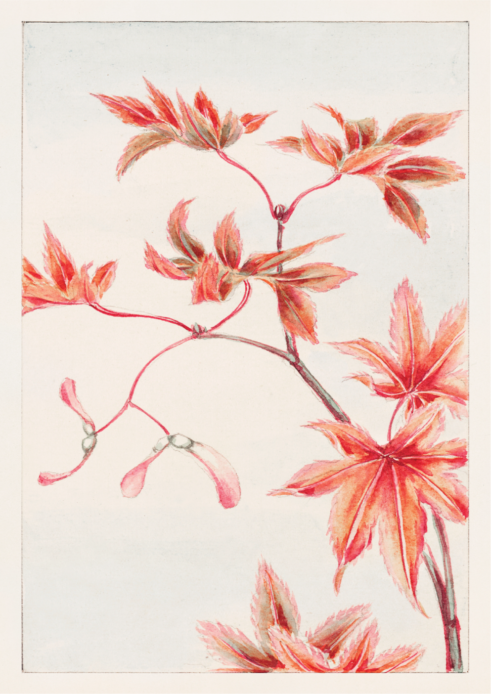Branch of Momiji maple tree with leaves and seeds